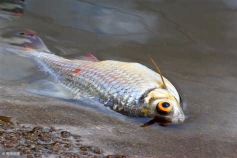 死掉的魚怎麼處理